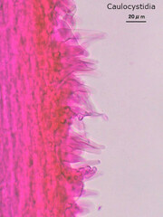 Hydropus marginellus
