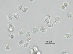 Hydropus marginellus