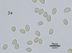 Hydropus marginellus