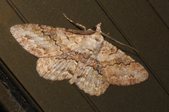 Cleora repetita