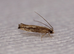 Argyresthia notoleuca