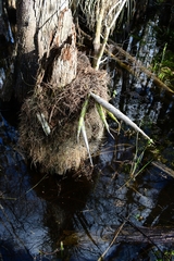 Cyrtopodium punctatum