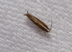 Argyresthia notoleuca