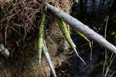 Cyrtopodium punctatum