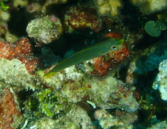 Halichoeres melanurus