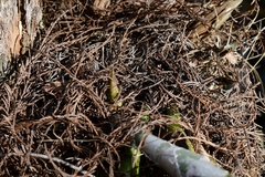 Cyrtopodium punctatum