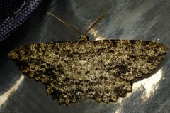 Thallogama nigraria