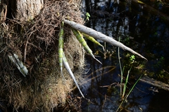 Cyrtopodium punctatum