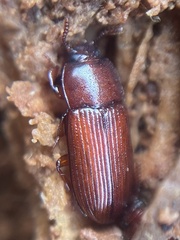 Uloma punctulata