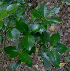 Denhamia fasciculiflora