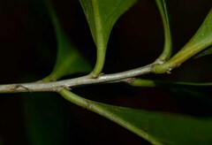 Denhamia fasciculiflora