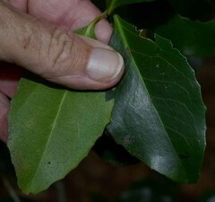 Denhamia fasciculiflora