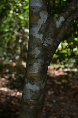 Denhamia fasciculiflora