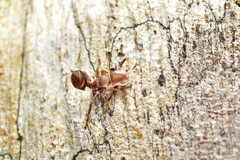 Cephalotes umbraculatus