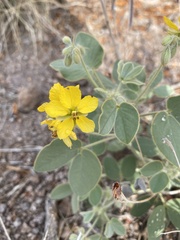 Senna pilosior