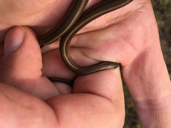 Thamnophis brachystoma