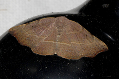 Laspeyria concavata
