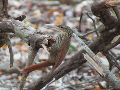 Xiphorhynchus flavigaster
