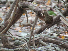 Xiphorhynchus flavigaster