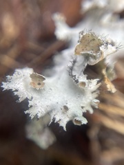 Parmotrema subrigidum