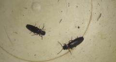 Phanophorus perspicax