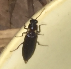 Phanophorus perspicax