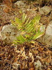Zamia erosa