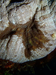 Lobophylliidae