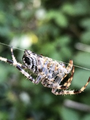 Araneus nordmanni