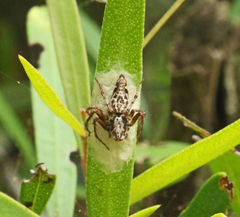 Oxyopes variabilis
