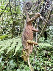 Calumma oshaughnessyi