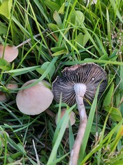 Panaeolus acuminatus