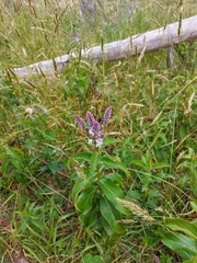 Veronica derwentiana