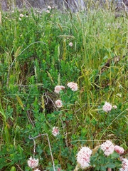 Pimelea ligustrina