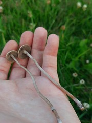 Panaeolus acuminatus