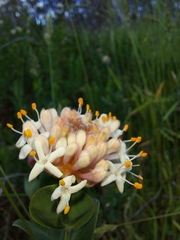 Pimelea ligustrina