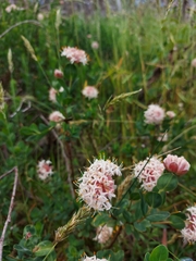 Pimelea ligustrina