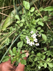 Nasturtium microphyllum