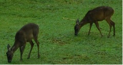 Odocoileus virginianus