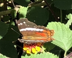 Anartia fatima colima
