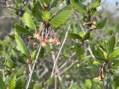 Cercocarpus minutiflorus