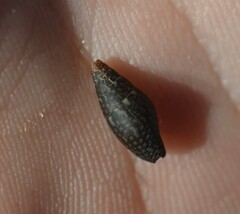 Mitrella ocellata