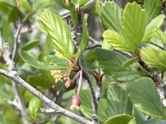 Cercocarpus minutiflorus
