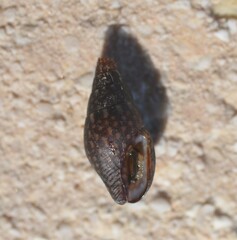 Mitrella ocellata