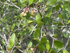Cercocarpus minutiflorus