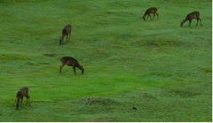Odocoileus virginianus
