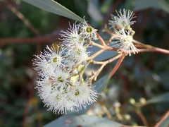 Eucalyptus largiflorens