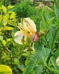 Alstroemeriaceae