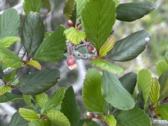 Cercocarpus minutiflorus