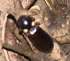 Phanophorus perspicax